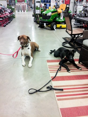 St Louis Dog Trainers - Canine Life Skills