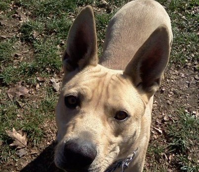 Avoid Dog Behavioral Problems