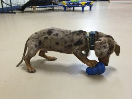 Choosing the right dog training program