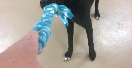 Making a dog toy