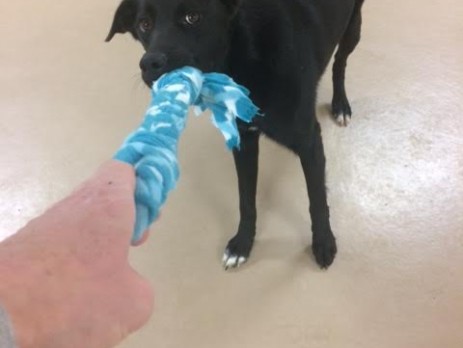 Making a dog toy