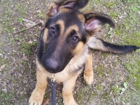 House Training a New Puppy