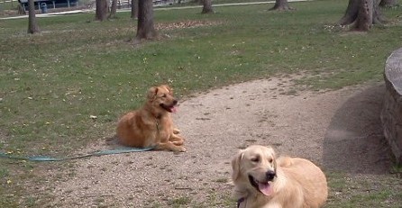 Remote e-collar training - Canine Life Skills