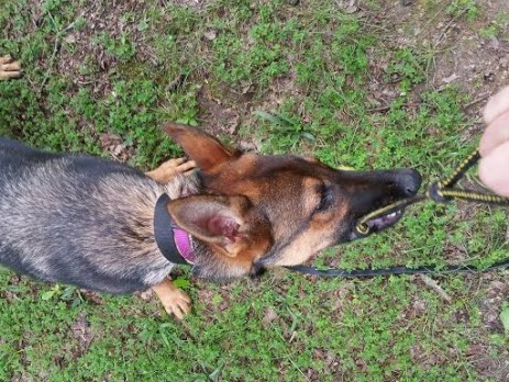 Training a German Shepherd