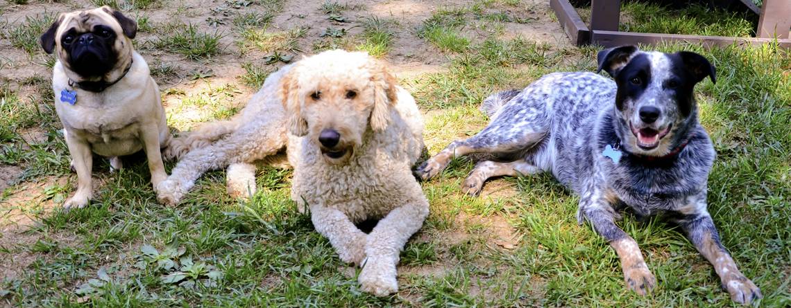 St. Louis Dog Training Boot Camps St. Louis Dog Training Boot Camps