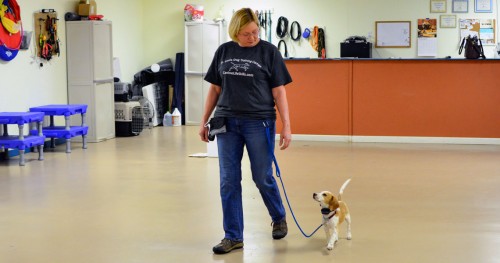 Board and Train Dog Training Boot Camps St Louis