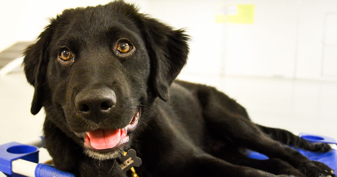 Obedience Dog Training Camp St-Louis