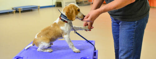 puppy training