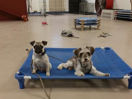 teaching dogs to calm