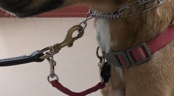 How do you put a pinch collar on a dog Walking Your Dog On A Prong Collar Canine Life Skills