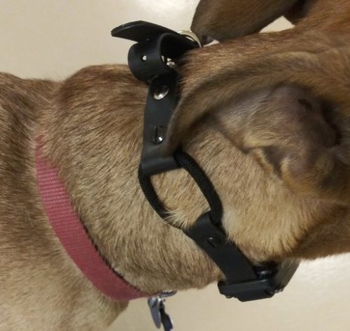 Remote Collar Strap Options • Canine Life Skills