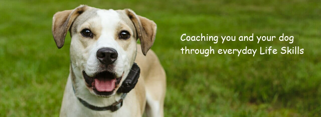 Dog Training St Louis Header Pic