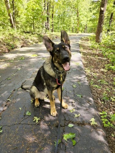 german shepherd puppy training st louis