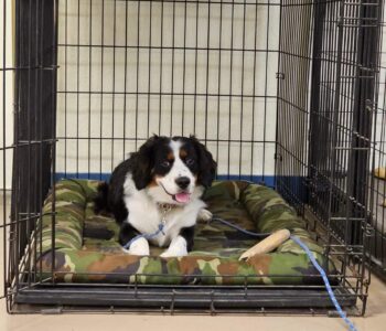 dog and puppy training crate training