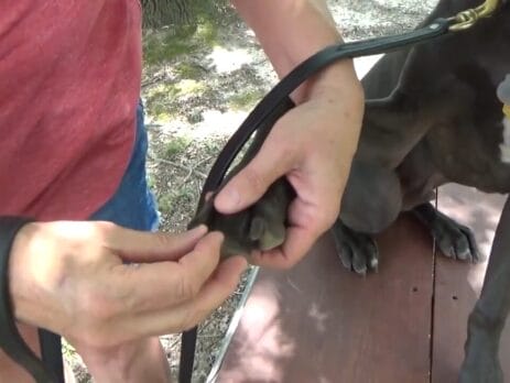 dog nail trim training