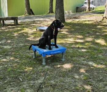 dog training on place